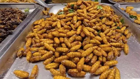 หนุ่มอุทัยธานีขายแมลงทอดตามงานวัด ทำเงินสุดคืนละ 2 หมื่น โดยหนอนดักแด้ขายดีสุด