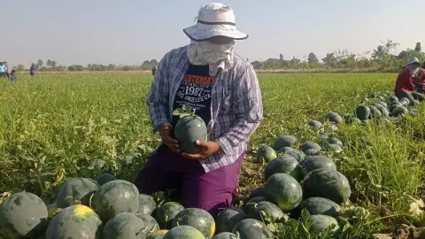 ลุงโคราชใช้ที่นาปลูกแตงโม ได้จังหวะราคาดี ขายรอบเดียวทำเงินกว่าแสนบาท