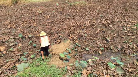 แม่น้ำมูลช่วง อ.พิมายแห้งขอด นาบัวในลำน้ำสาขาแห้งตาย เกษตรกรไม่มีไปขายวันมาฆบูชา