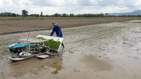 กรมชลประทานวอนงดทำนาปรัง 2 รอบ