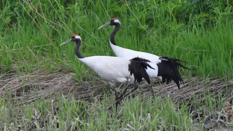 ไทย-เวียดนามหารือเพิ่มนกกระเรียนในภูมิภาค