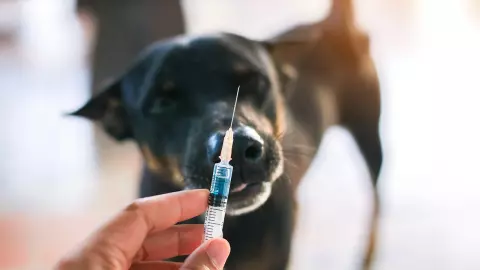 วังทองหลางขอเชิญฉีดวัคซีนโรคพิษสุนัขบ้าฟรี