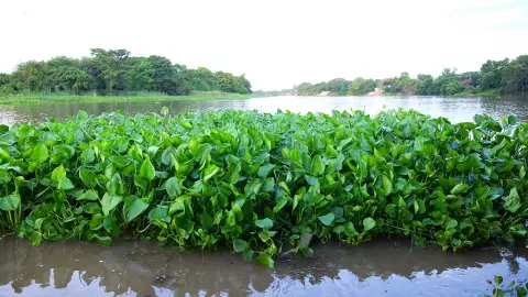 ผักตบชวาแน่นคลองชลประทานอ่างทอง กีดขวางทางน้ำ เดือดร้อนชาวบ้านใช้น้ำ