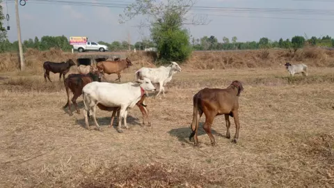 โคราชแล้งไม่ปรานี ผู้เลี้ยงโค อ.พิมายครวญ ขาดทั้งน้ำและหญ้าจนวัวผอมราคาร่วง