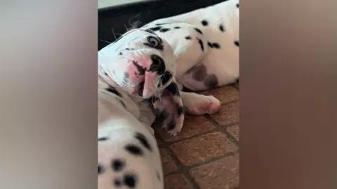 ฟาร์มเพาะสุนัขตอบ แบบนี้ไม่รับ หลังลูกค้าอยากได้น้องหมา มามีอะไรกับแฟน