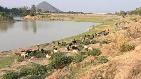 ทัพทันแห้งแล้งมาไว ผู้เลี้ยงแกะและแพะ ลำบากขาดแหล่งหญ้าและน้ำ จนสัตว์ซูบผอม