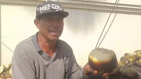 ลุงชัยภูมิวัย 64 เหมาลูกตาลปอกขายรายได้วันละ 2 พัน ชี้คนทำมีน้อยเพราะเสี่ยง