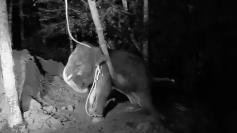 เศร้า "ลูกช้างป่า" ตกบ่อน้ำกลางป่า ล้มแล้ว เตรียมผ่าพิสูจน์หาสาเหตุการตาย