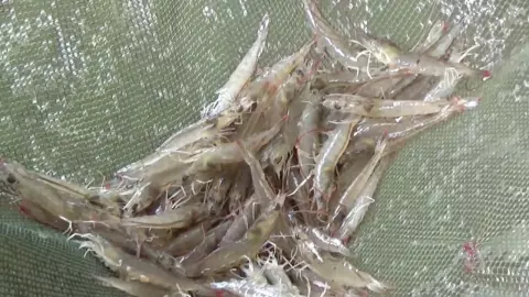 หนุ่มสตูลเลี้ยงกุ้งเหยื่อ ขายนักตกปลาทะเล ทำรายได้ปังถึง 2-3 หมื่นต่อเดือน (คลิป)