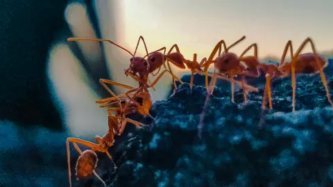 ข้อมูลจริง ปัสสาวะใส่ฝาแล้วตั้งไว้ ถ้ามดขึ้น ต้องรีบไปตรวจเบาหวาน