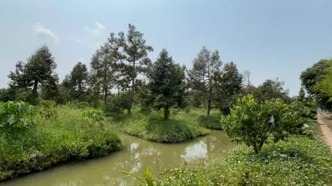 ไม่ต้องรอ "ทุเรียนหนองเสือ" ทั้งสวนไม่ติดดอก ปีนี้ไม่มีขาย เหตุอากาศร้อนหนัก