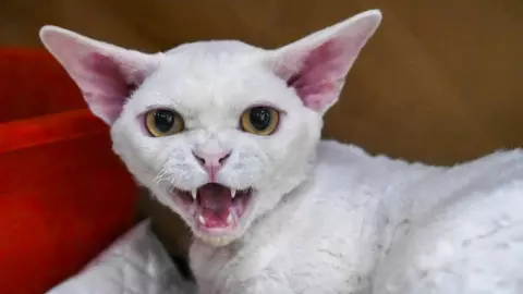 เตรียมรับโทษ หนุ่มสิงคโปร์ใจยักษ์ ทิ้งแมว 43 ตัวไว้ในแฟลต ไม่ให้อาหาร 3 เดือน