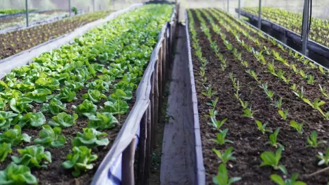 หนุนเกษตรกรทำเกษตรอินทรีย์ให้ได้มาตรฐาน ชูปลอดภัย-เพิ่มมูลค่าแก่ผลผลิต