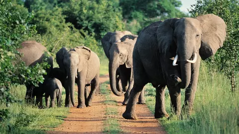 ชาวสวนยาง ระยอง เจอฝูงช้างป่าบุกหากินพืชหวั่นกลัวโดนช้างทำร้าย