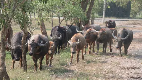 กรมปศุสัตว์ เตือนพบ "โรคแอนแทรกซ์" ในลาว จากการบริโภคเนื้อวัวและควายดิบ