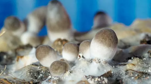 สกัดโปรตีนเห็ดฟาง แปรรูปสู่โลชันบำรุงผิว