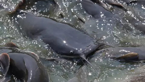 ปลาดุกไทย EP.3 เกษตรกรถูกกดราคา กับปัญหาไม่คุ้มทุน