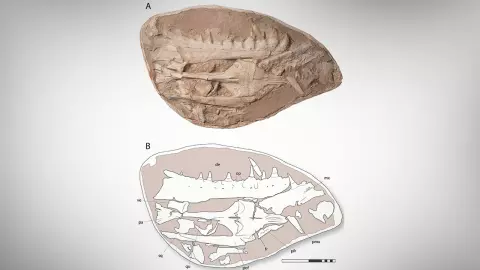 ศึกษาฟอสซิลกิ้งก่าทะเลยักษ์ที่มีฟันคล้ายกริช