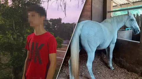 แจ้งความเพิ่ม ฝรั่งหนุ่มอนาจารม้าที่ภูเก็ต เผยติดใจมา 2 รอบ 