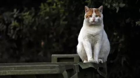 วุ่นไปหมด แมวตกถังสารเคมีพิษตะลอนเมือง ญี่ปุ่นเตือนห้ามแตะต้อง