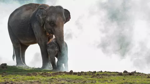 13 มีนาคม วันช้างไทย พร้อมพิกัดที่เที่ยวอนุรักษ์ช้าง