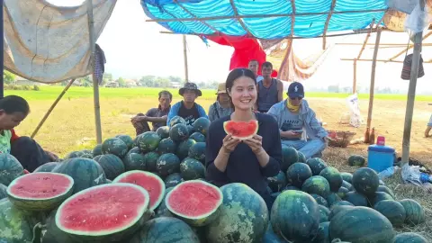 เกษตรกรพะเยาปลูกแตงโมจินตหรา หวานกรอบปลอดเคมี ขายได้ราคาดี กก.ละ 10-12 บาท