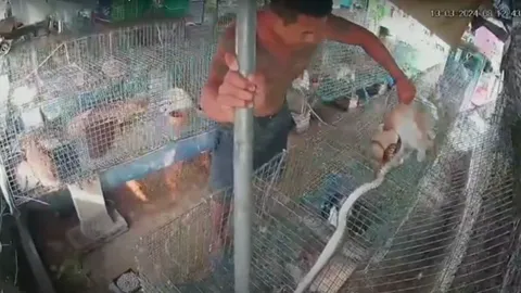 ทันเวลาพอดี นาทีเจ้าของช่วยกระต่าย ถูกงูเห่ากำลังรัด (คลิป)