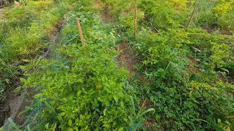 ราชบุรีอากาศร้อน พริกกะเหรี่ยงไม่ติดดอก ชาวสวนเสียหาย ท้อใจจนอยากเลิกปลูก