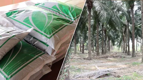 เกษตรสุราษฎร์ ทำวัสดุเพาะเมล็ดจากเกสรดอกตัวผู้ต้นปาล์มน้ำมัน ทดแทนการนำเข้า