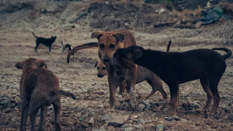 ตรวจอาหารสุนัขศูนย์ทัพทัน หลังสุนัขป่วยตาย กทม.ประสานเอกชนอุปการะ