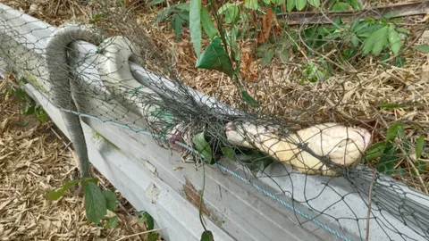 ช่วยจงอางยักษ์ติดตาข่าย เพศเมีย ความยาว 3.5 เมตร เชื่อมาให้โชค 