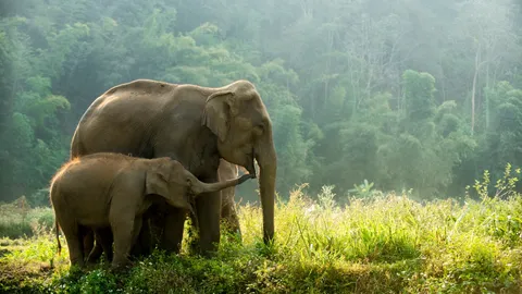 เบื้องลึกชีวิต "ช้างไทย" ถูกกักขัง ใช้ประโยชน์เชิงพาณิชย์ ไม่ต่างจาก "สินค้า"