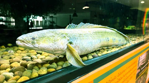 สวนสัตว์พาต้า ประกาศอำลา "พี่หลิม" ปลาช่อนงูเห่า หลังอยู่มานานกว่า 20 ปี