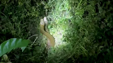 จงอางผัวเมียพลอดรัก 3 ชั่วโมง เผยขยายอาณาเขต มีจำนวนมากขึ้น (คลิป)