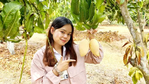 มะม่วงน้ำดอกไม้สีทอง สวนสายชล แชมป์เนื้อนุ่มหวานอร่อย เคยขายสูงสุด กก.ละ 100