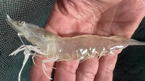 เตรียมพร้อม..ศรีดา 1