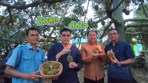 ผู้ว่าฯ ศรีสะเกษนำเกษตรกรตัดแต่งผลทุเรียนภูเขาไฟ ปี 67 การันตีคุณภาพผลผลิต