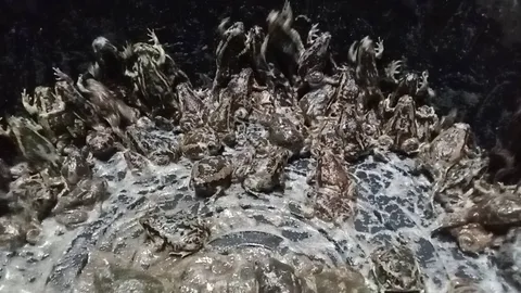 ชัยภูมิฝนตก ชาวบ้านจับอึ่งขาย กก.ละ 300 ถ้ามีไข่ กก.ละ 400 แพงกว่าเนื้อหมู