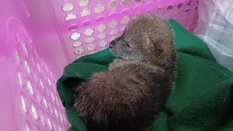 สัตวแพทย์รับไปดูแลต่อแล้ว "เจ้าไม้" ลูกสุนัขจิ้งจอกตัวเดียว ที่รอดตายจากไฟป่า