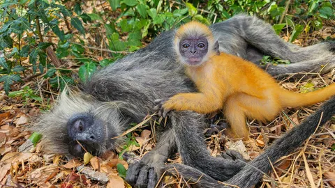 สุดเศร้า แม่ค่างเอาร่างปกป้องลูกน้อย จากคมเขี้ยวหมาหมู่ (คลิป)