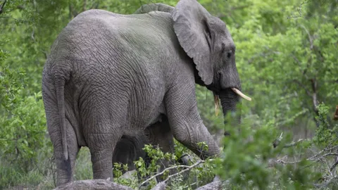 นทท.แทบช็อก ช้างป่าแอฟริกาดุ พุ่งเข้าชาร์จรถนำเที่ยวยกล้อลอย (คลิป)