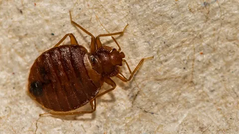 Bed Bug อาละวาด ลามจากยุโรประบาดทั่วเอเชีย