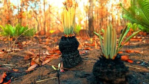 สุดสวย ปรง นับหมื่นต้นแทงยอด หลังไฟป่าที่เขาคอกช้าง 