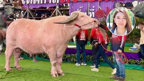 ก.เกษตรฯ ดันซอฟต์พาวเวอร์ควายไทยพาพี่โก้ เมืองเพชร เล่นสงกรานต์ข้าวสาร 13-14 เม.ย.