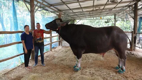 เจ้าของ “ช้างอุดร” ควายยักษ์ไทย มั่นใจหากรัฐบาลส่งเสริมจริง ซอฟต์พาวเวอร์เกิดได้