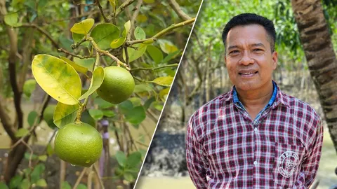 ชาวสวนมะนาวเห็นใจ ผู้บริโภคซื้อในราคาแพง แต่จนใจอากาศร้อน ผลผลิตไม่มีขาย