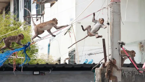 จิตตก อดทน 10 ปี ลิงบางขุนเทียน พังบ้าน ก่อกวน ยังไร้ทางออก