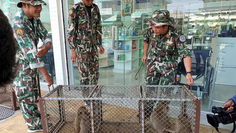 ดักจับลิง (คลิป)