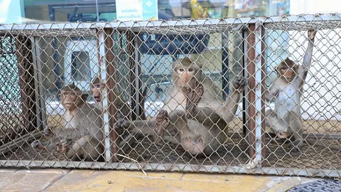 กรงดักจ๋ออันธพาล จอมป่วนลพบุรี วันแรกได้ "10 ตัว" ขนไปนครนายก (คลิป)