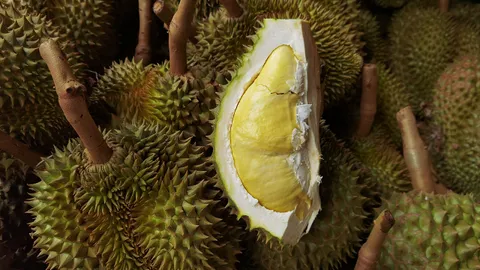 หมอนทองส่งออกโล 260 บาท “ภูมิธรรม” ย้ำเกษตรกรอย่าตัดอ่อนไร้คุณภาพ